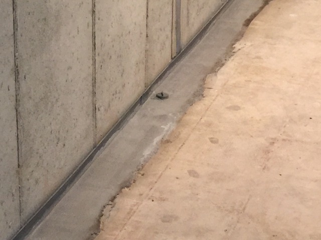 Small frog beside concrete wall on pavement