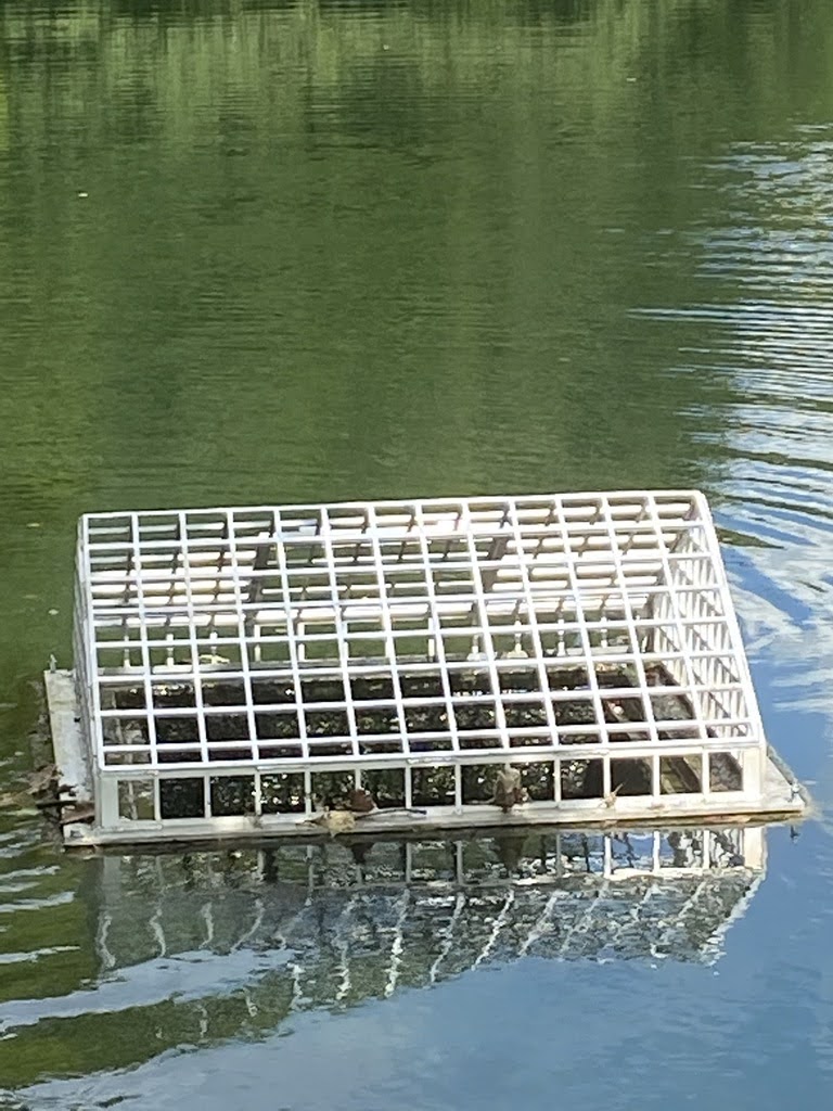 White metal cage floating in green pond