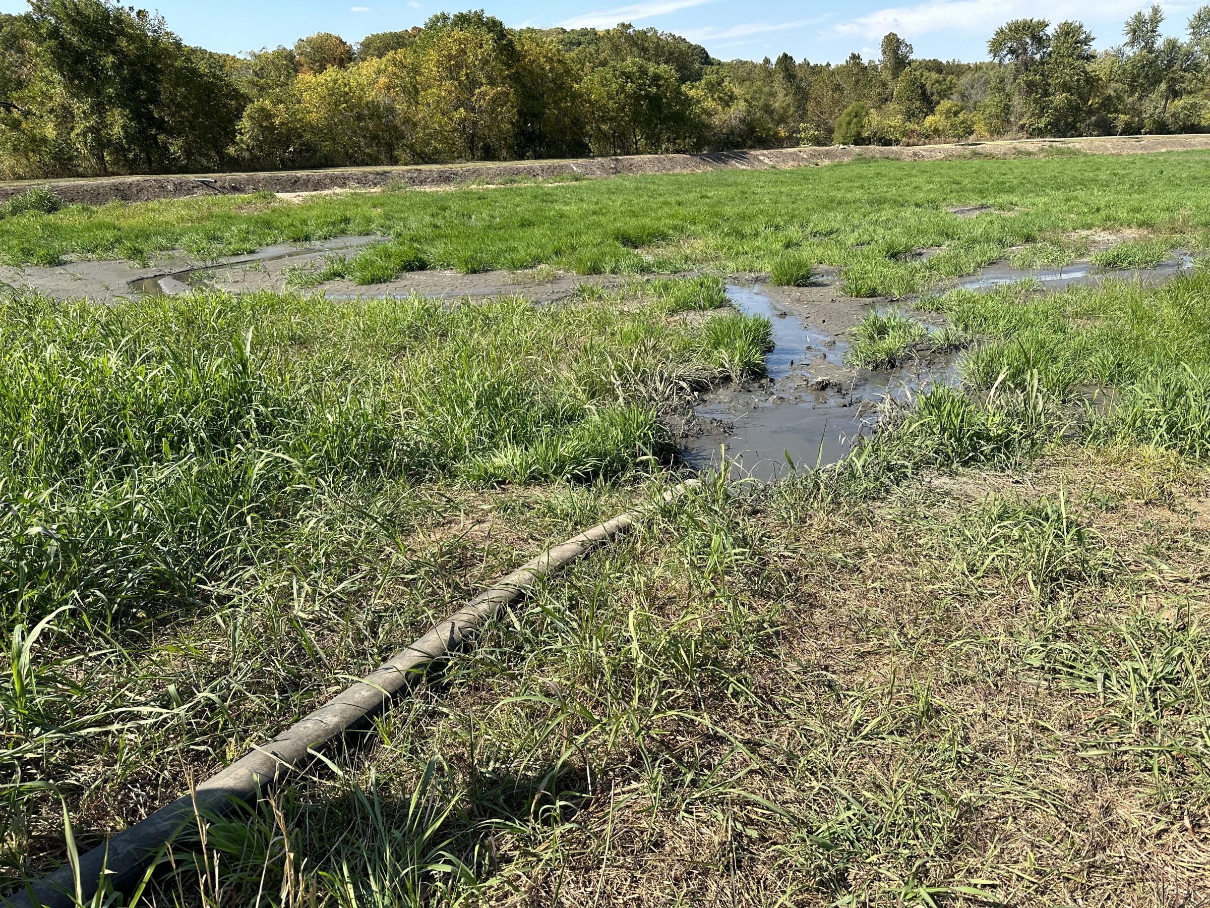 Grassy wetland with shallow muddy water channels