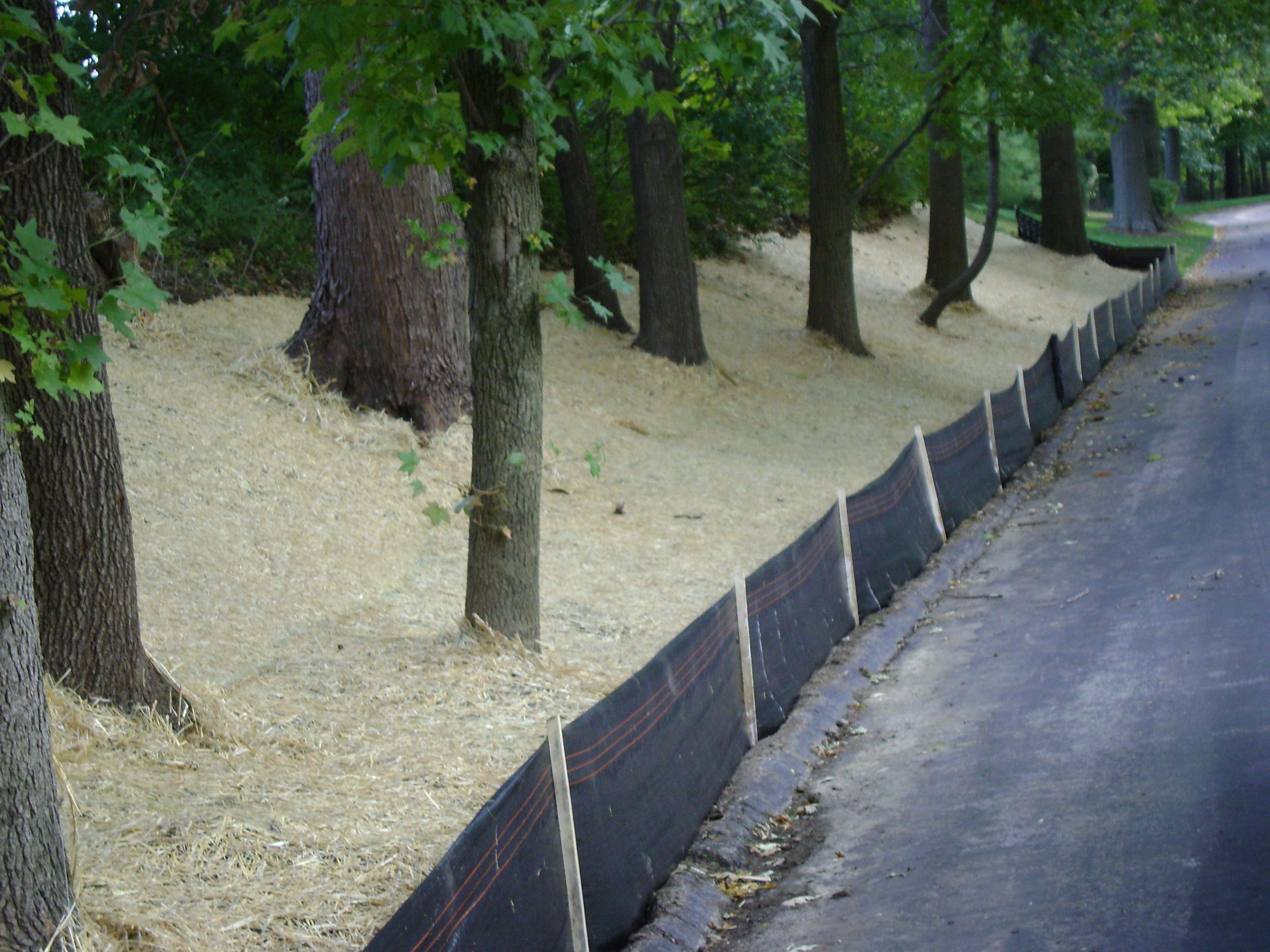 Straw-covered slope with trees and silt fence barrier